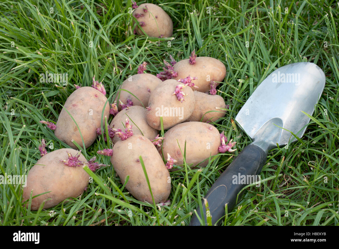 Des semences de pommes de terre couché dans l'herbe Banque D'Images