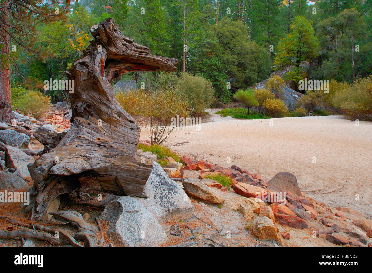 Mirror Lake Guardian, Driftwood Knight à l'automne, le lac Miroir, Yosemite National Park Banque D'Images
