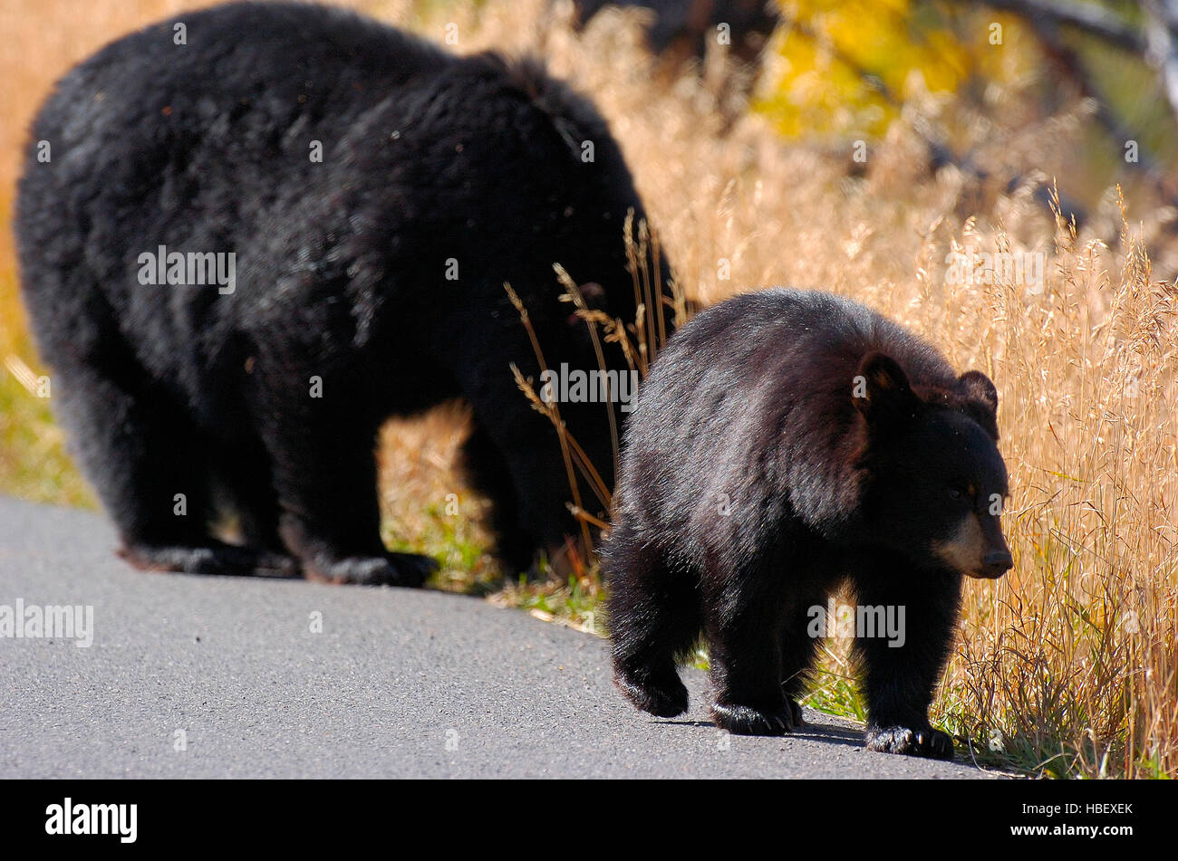 L'ours noir et la Cub, Roosevelt Lodge, Parc National de Yellowstone, Wyoming Banque D'Images