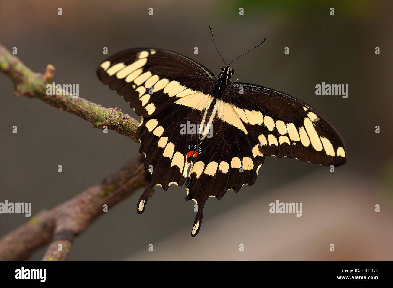 Papilio cresphontes, grand porte-queue, le sud de la Californie Banque D'Images