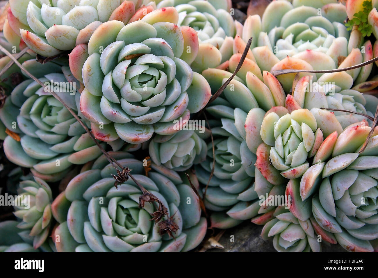 Les plantes dans le parc. Banque D'Images