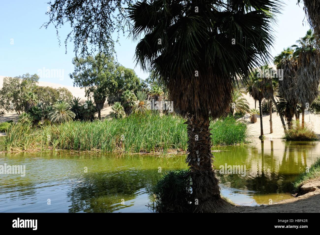 L'eau dans l'Oasis Huacachina Pérou Banque D'Images