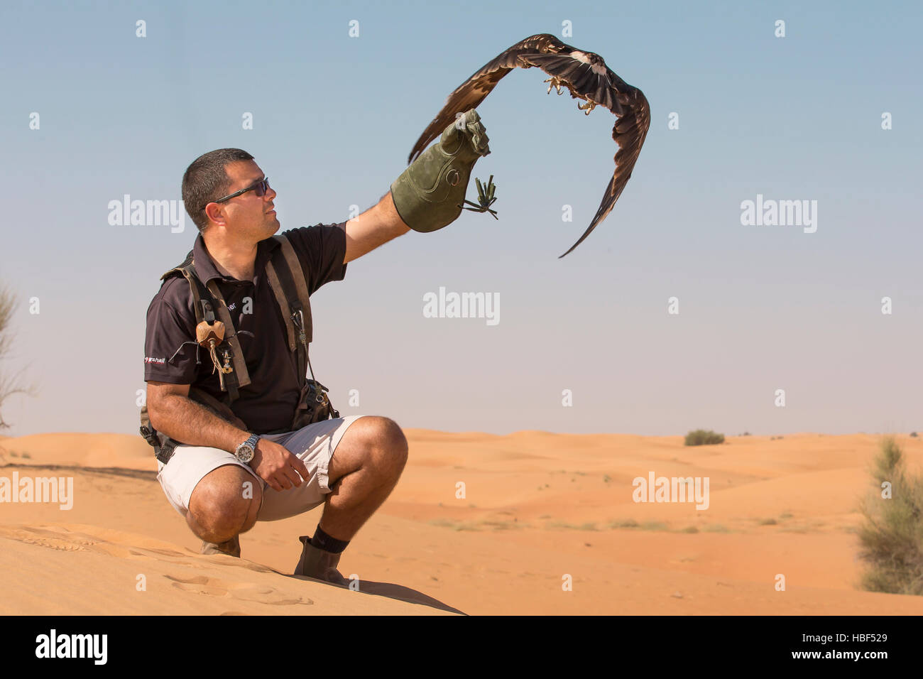 Falconer a une plus grande formation Spotted Eagle (clanga clanga) dans un désert près de Dubaï Banque D'Images