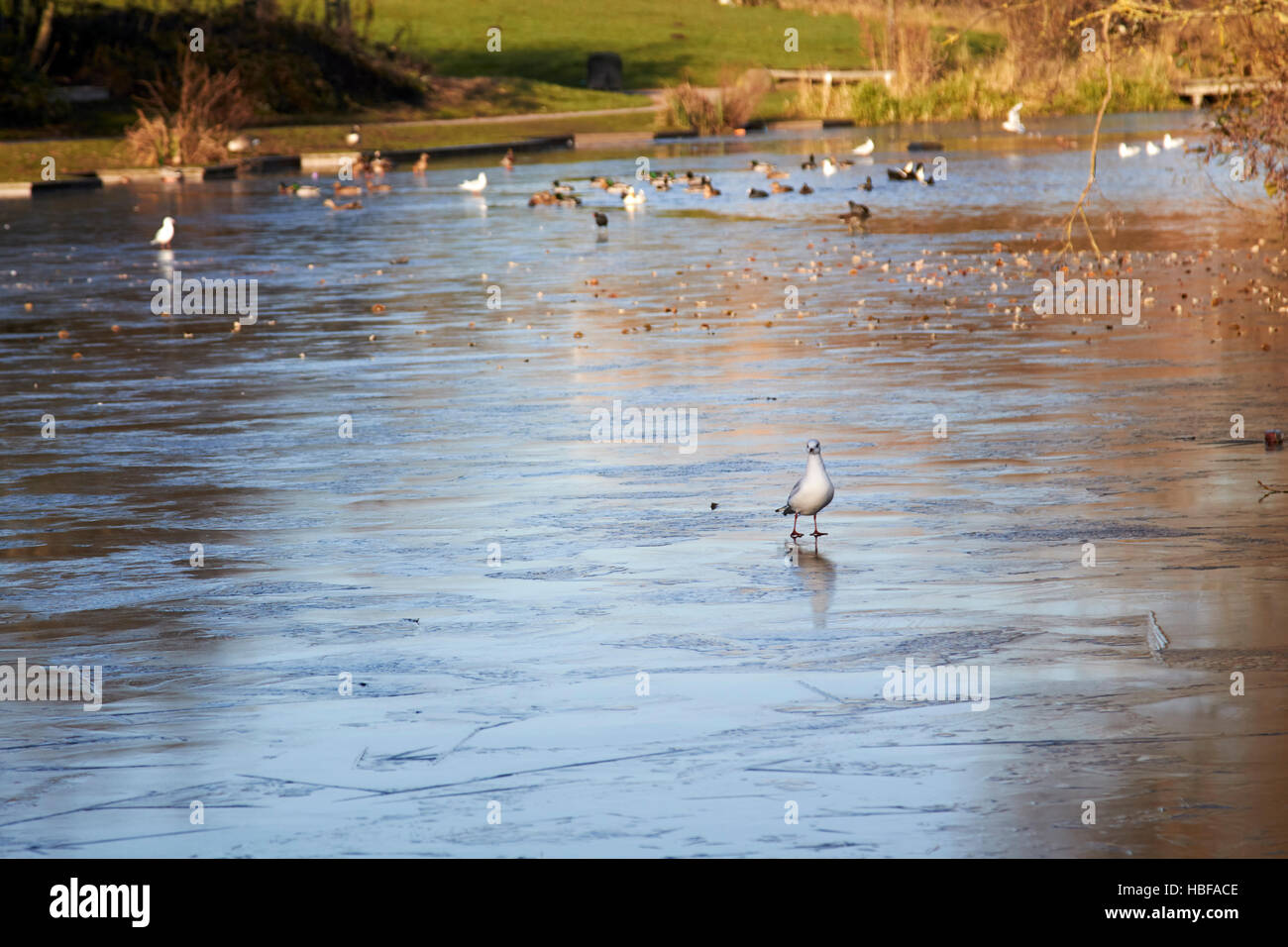 Quelques oiseaux sur du petit lac étang sur un froid matin d'hiver au Royaume-Uni Banque D'Images