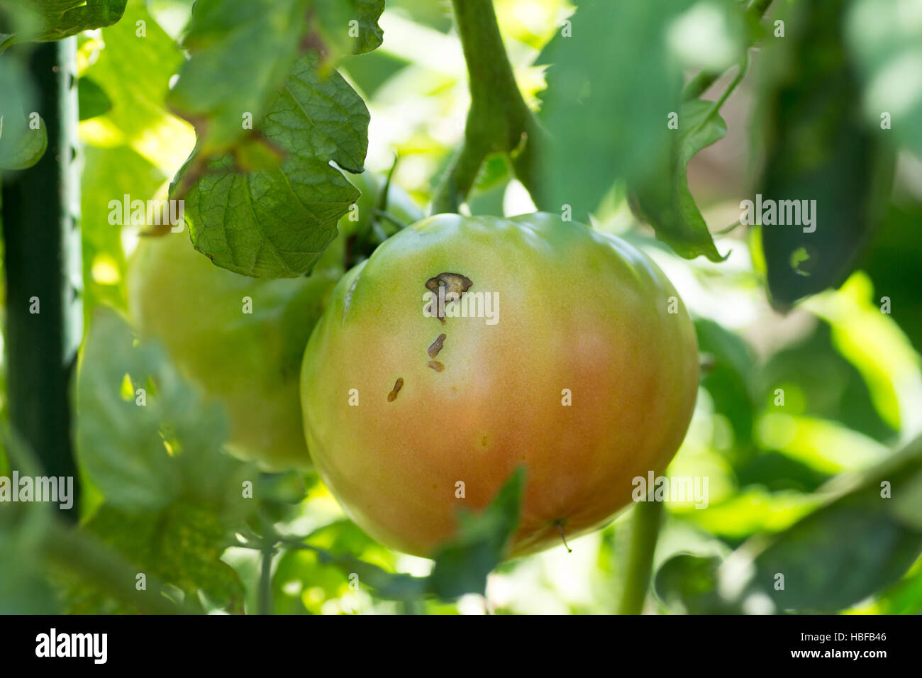 Marque de l'alimentation des dommages-intérêts par stink bugs sur une tomate Banque D'Images