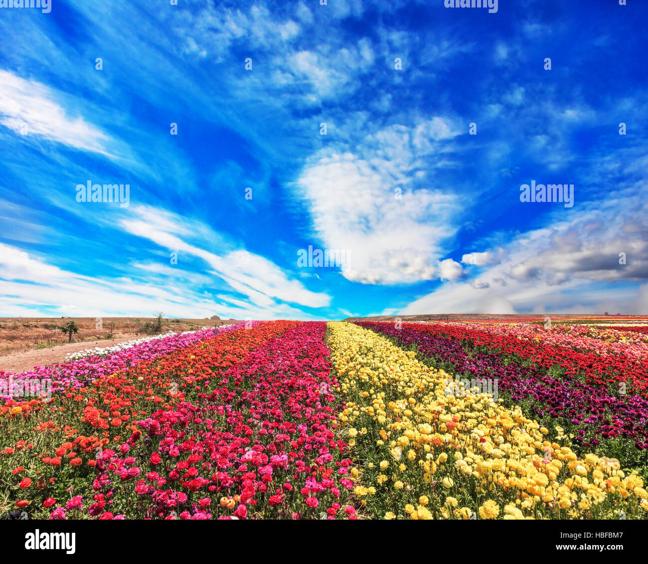 Les fleurs prêt pour la récolte Banque D'Images