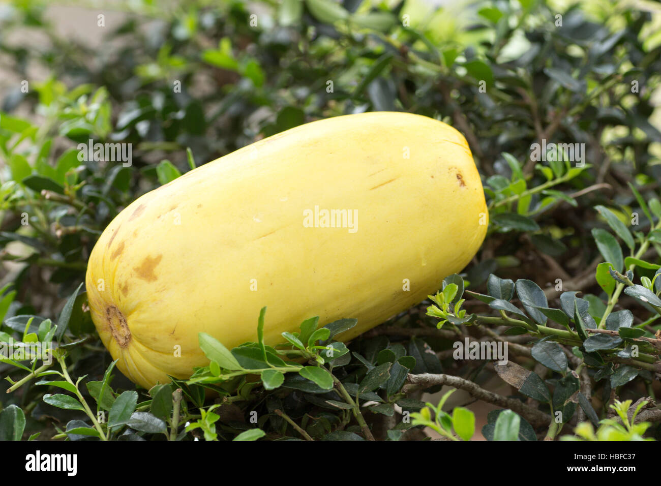 Cucumis melo var. makuwa aussi connu comme un melon Coréen Banque D'Images