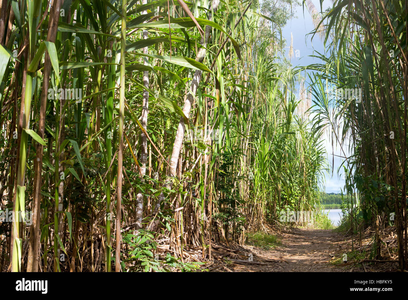 Sentier de marche en forêt de bambou avec vue sur rivière, Sérère, la Bolivie Madidi Banque D'Images