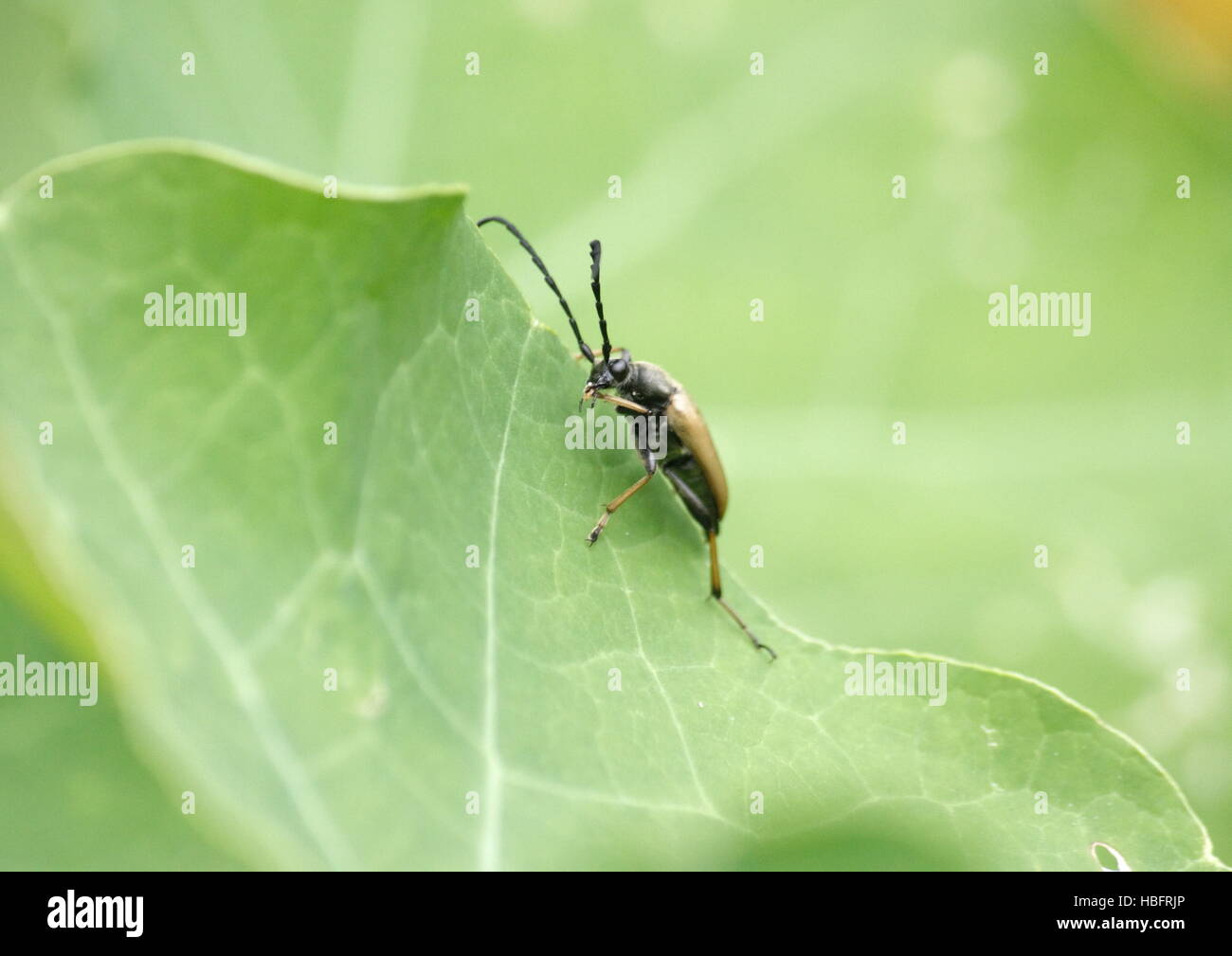 Beetle, stictoleptura rubra, sur une feuille Banque D'Images