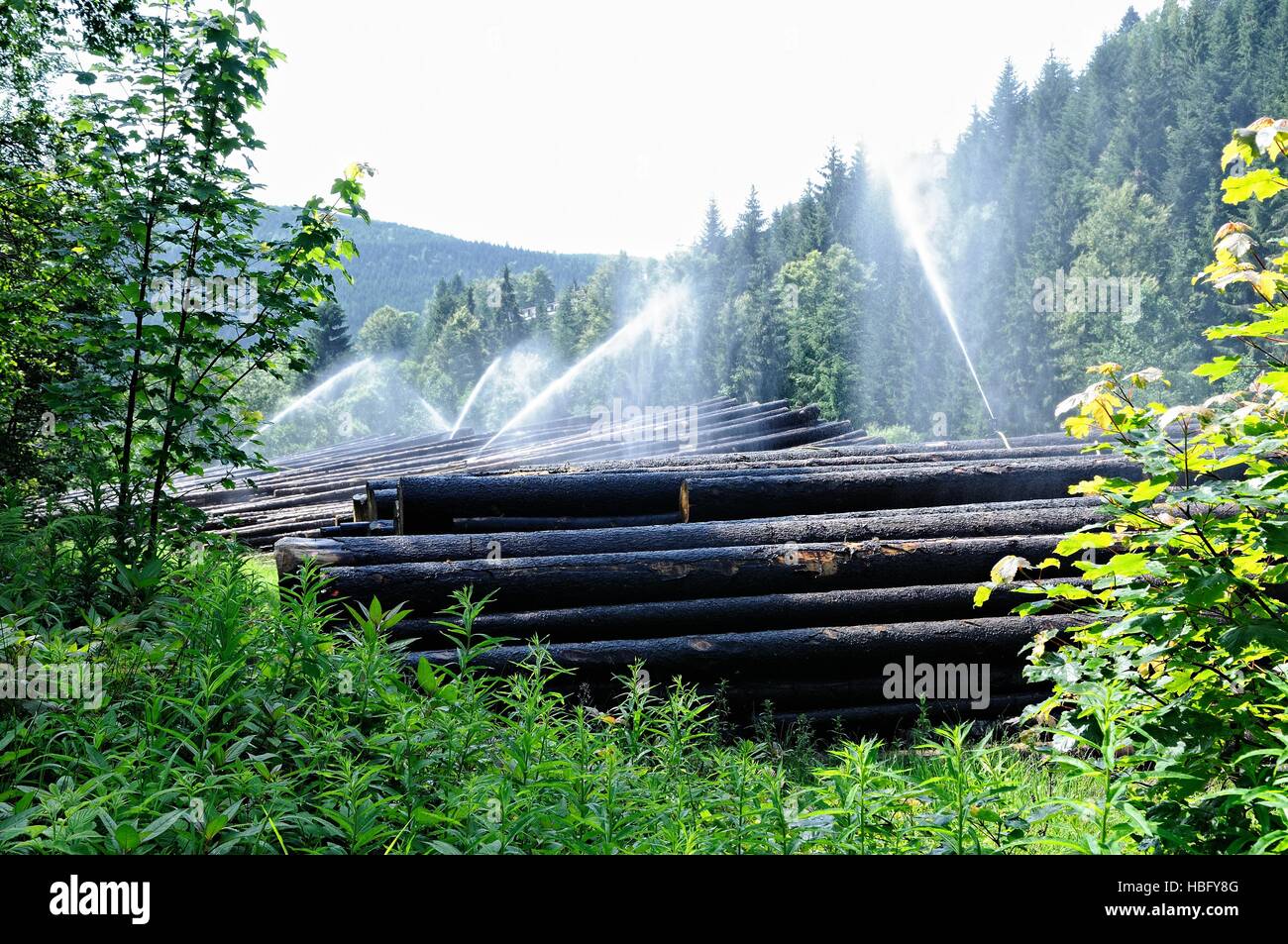L'irrigation d'une cour à bois Banque D'Images