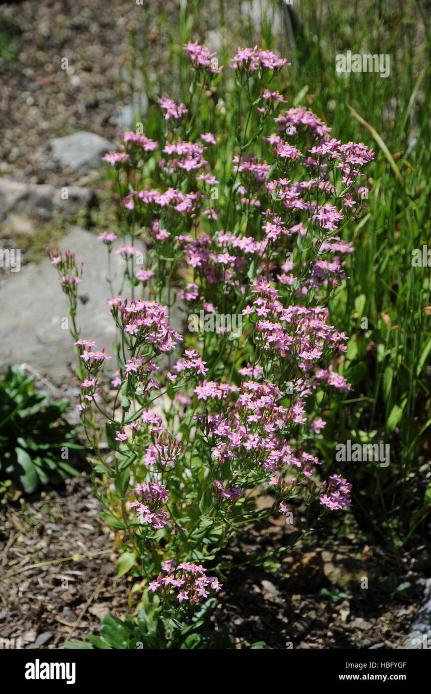 Centaurium erythraea, centaurée Banque D'Images