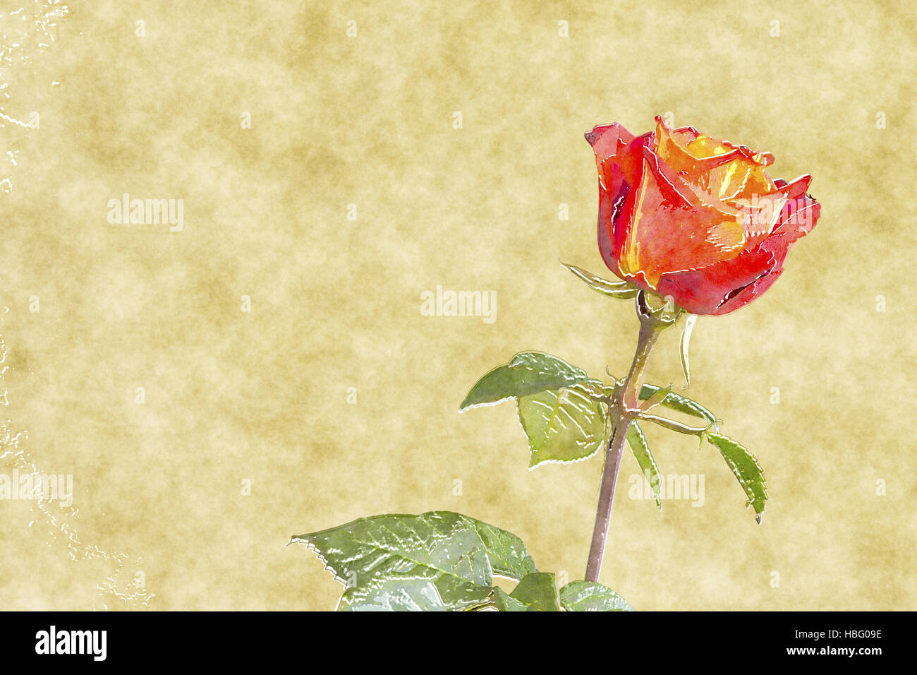 Rose rouge couleur de l'eau Banque D'Images