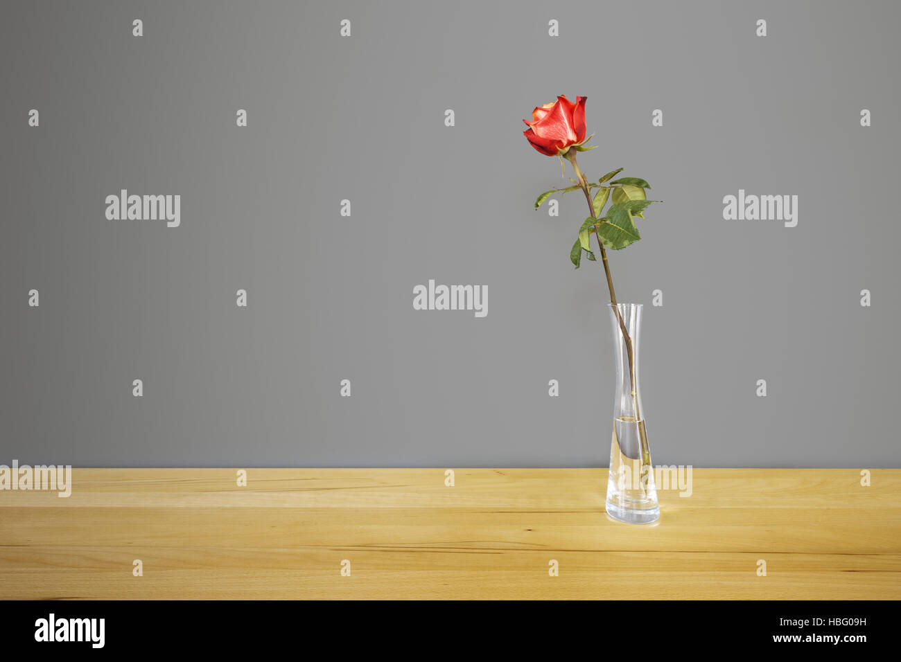 Rose rouge en face d'un mur gris Banque D'Images