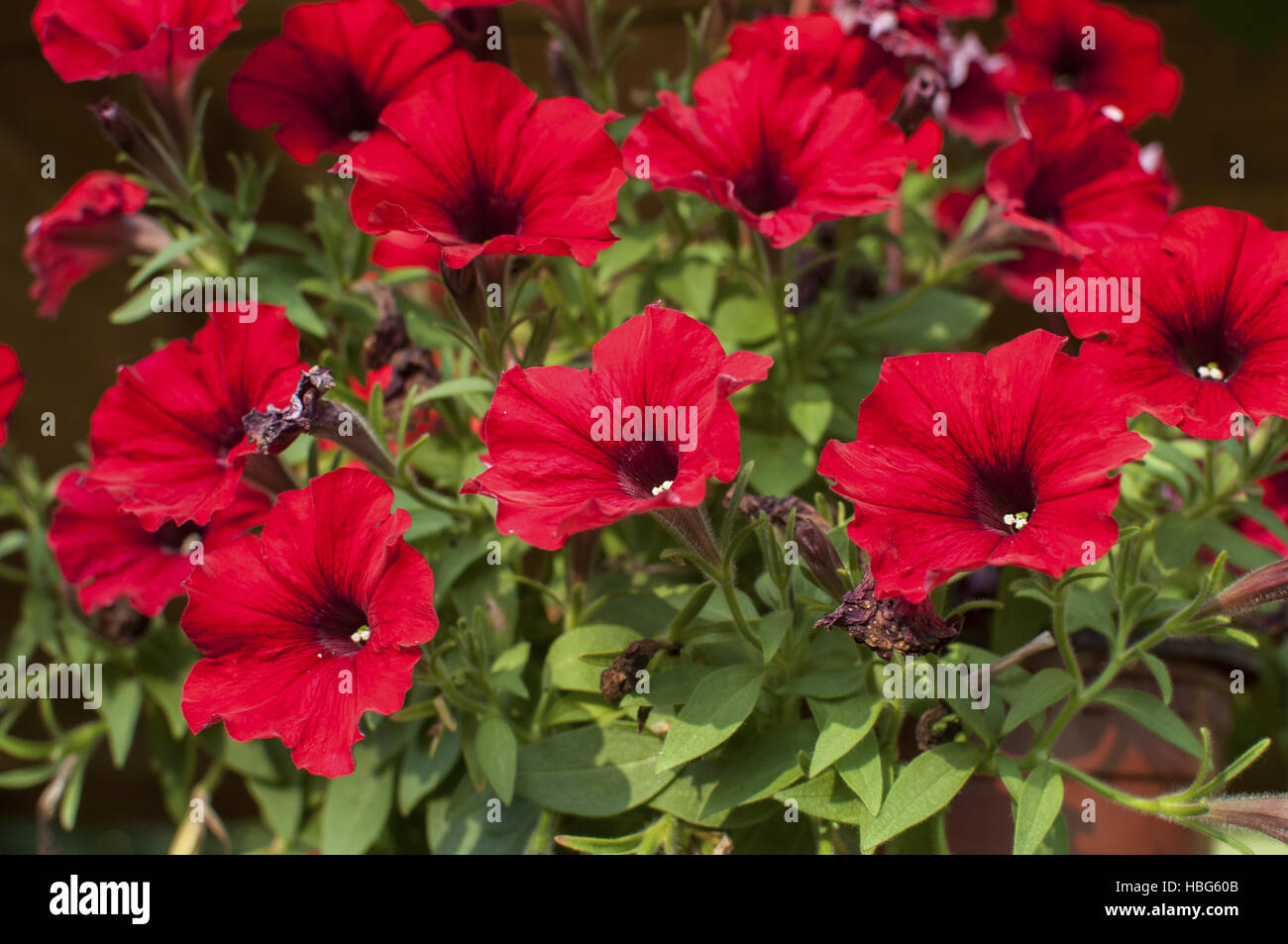 Morning Glory Ipomoea purpurea Purple Flowers Banque D'Images