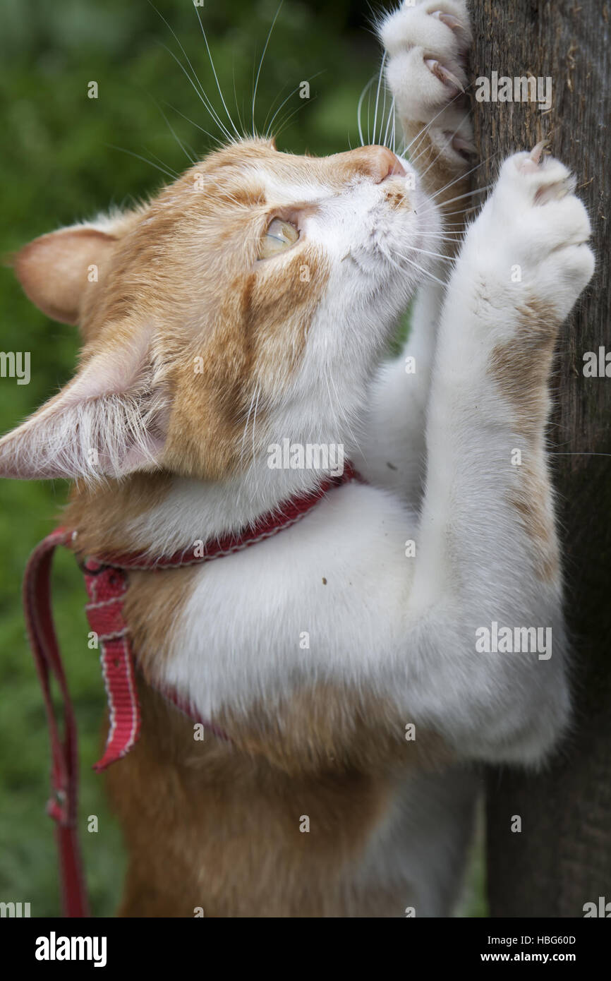 Cute blanc-rouge cat en col rouge Banque D'Images