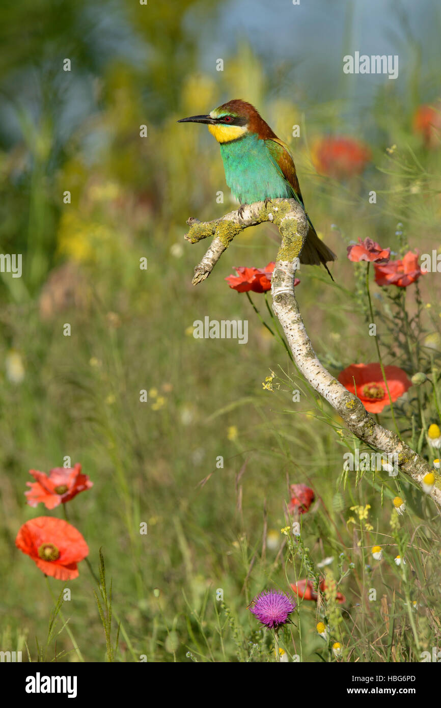 Guêpier d'Europe (Merops apiaster), perché sur en direction de la prairie de fleurs, le Parc National Kiskunság, Hongrie Banque D'Images