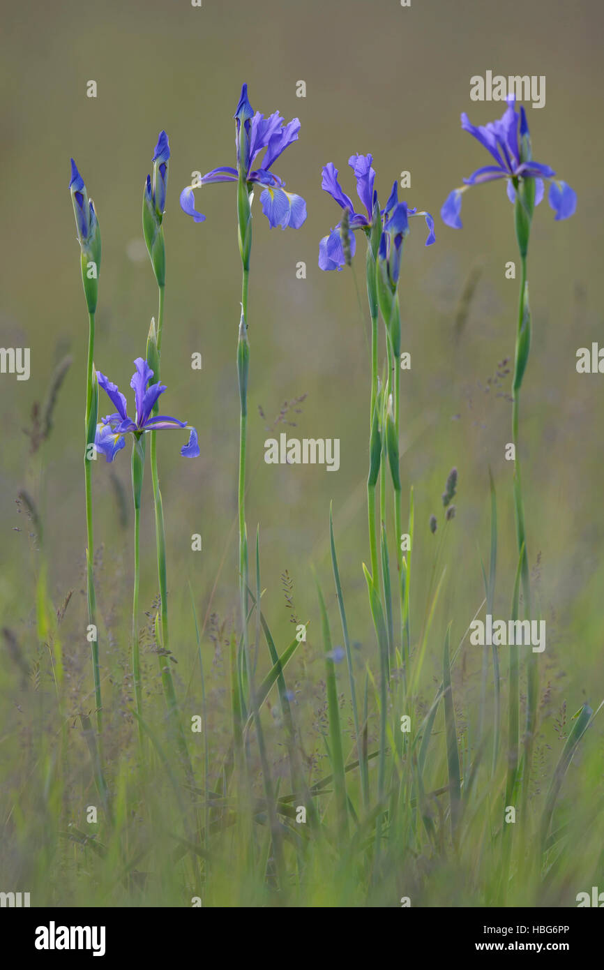 Les iris de Sibérie ou drapeaux de Sibérie (Iris sibirica), steppe pannonienne, Puszta, Parc National de Kiskunság, Hongrie Banque D'Images