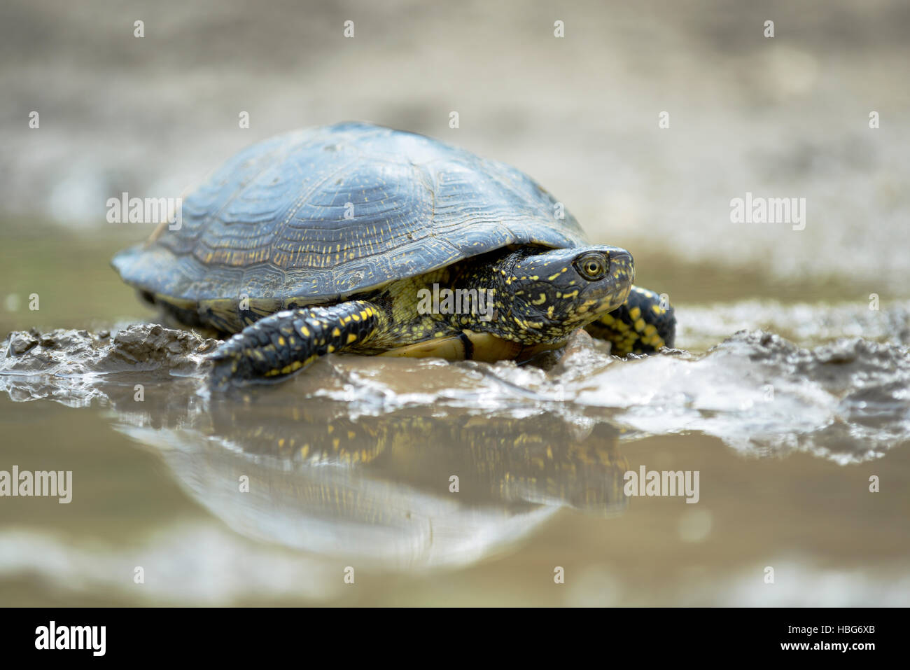 La tortue cistude (Emys orbicularis) au bord de l'eau, avec la réflexion, Pleven, Bulgarie Banque D'Images