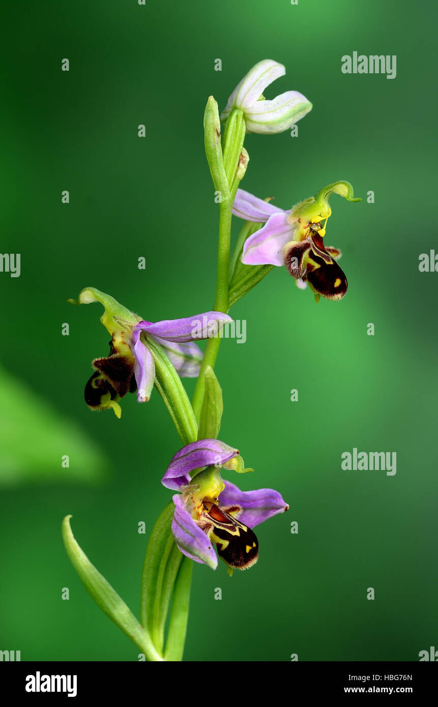 Orchid, orchidée abeille, Ophrys apifera Banque D'Images
