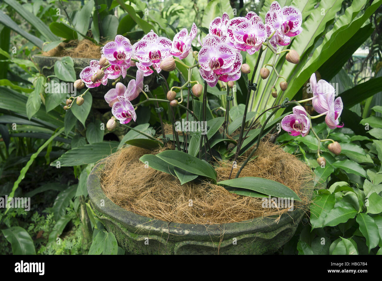 Plantation d'Orchidées Banque D'Images Plantation d'Orchidées Banque D'Images