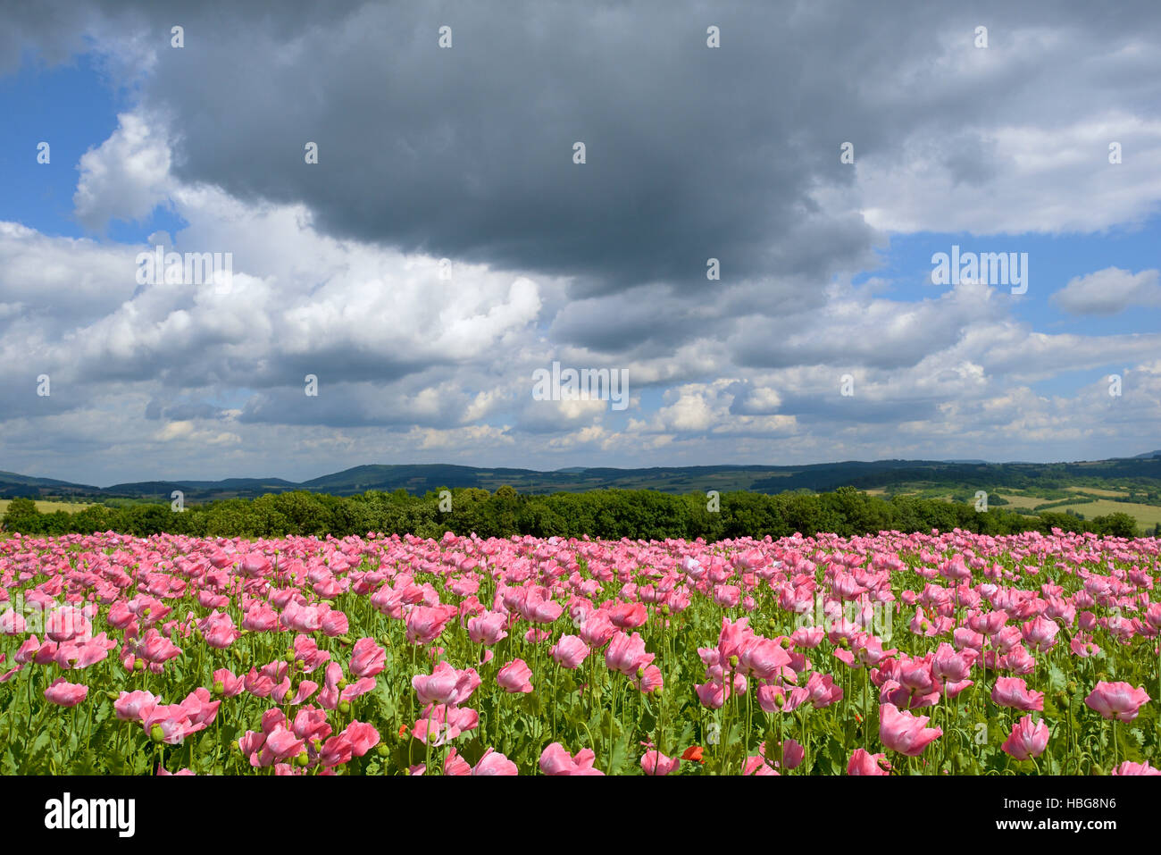 Pink du pavot à opium (Papaver somniferum) champ, ciel avec nuages, Hesse, Allemagne Banque D'Images
