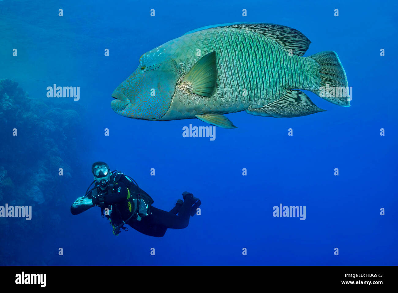 Poisson Napoléon avec diver, Napoléon (Cheilinus undulatus), Red Sea, Egypt Banque D'Images