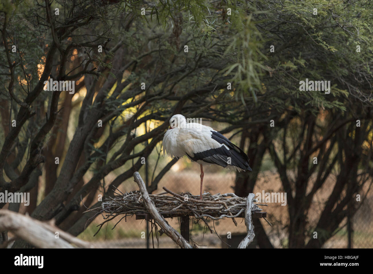 Cigogne Blanche européenne, Ciconia ciconia Banque D'Images