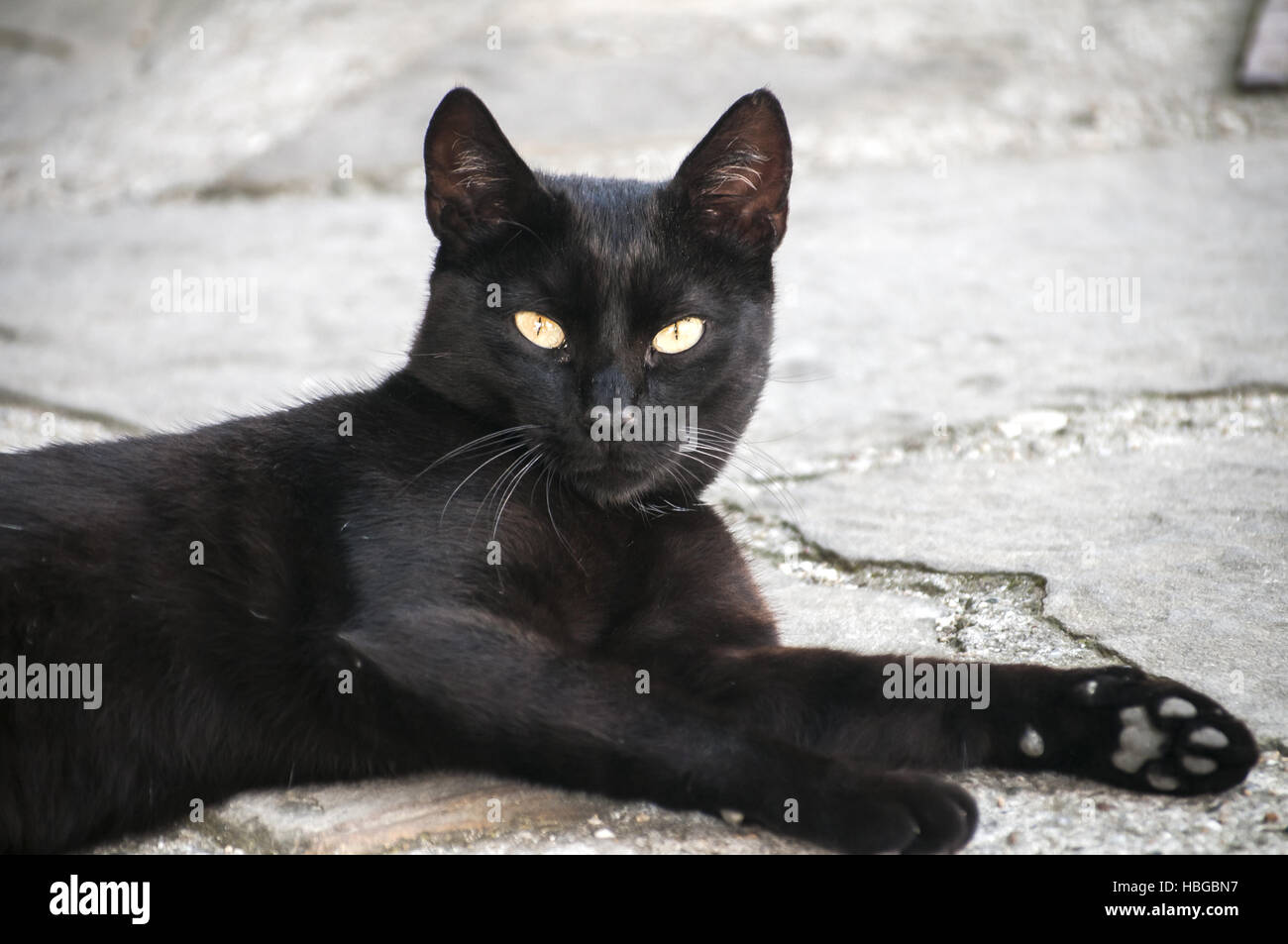 Gros plan du chat noir Banque D'Images