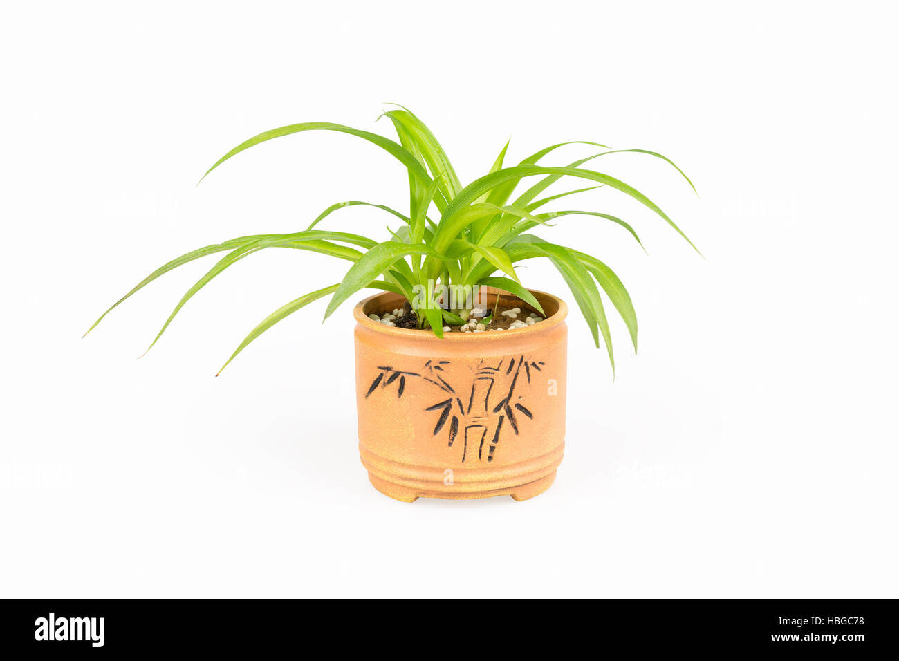 Bracketplant plante verte Banque D'Images