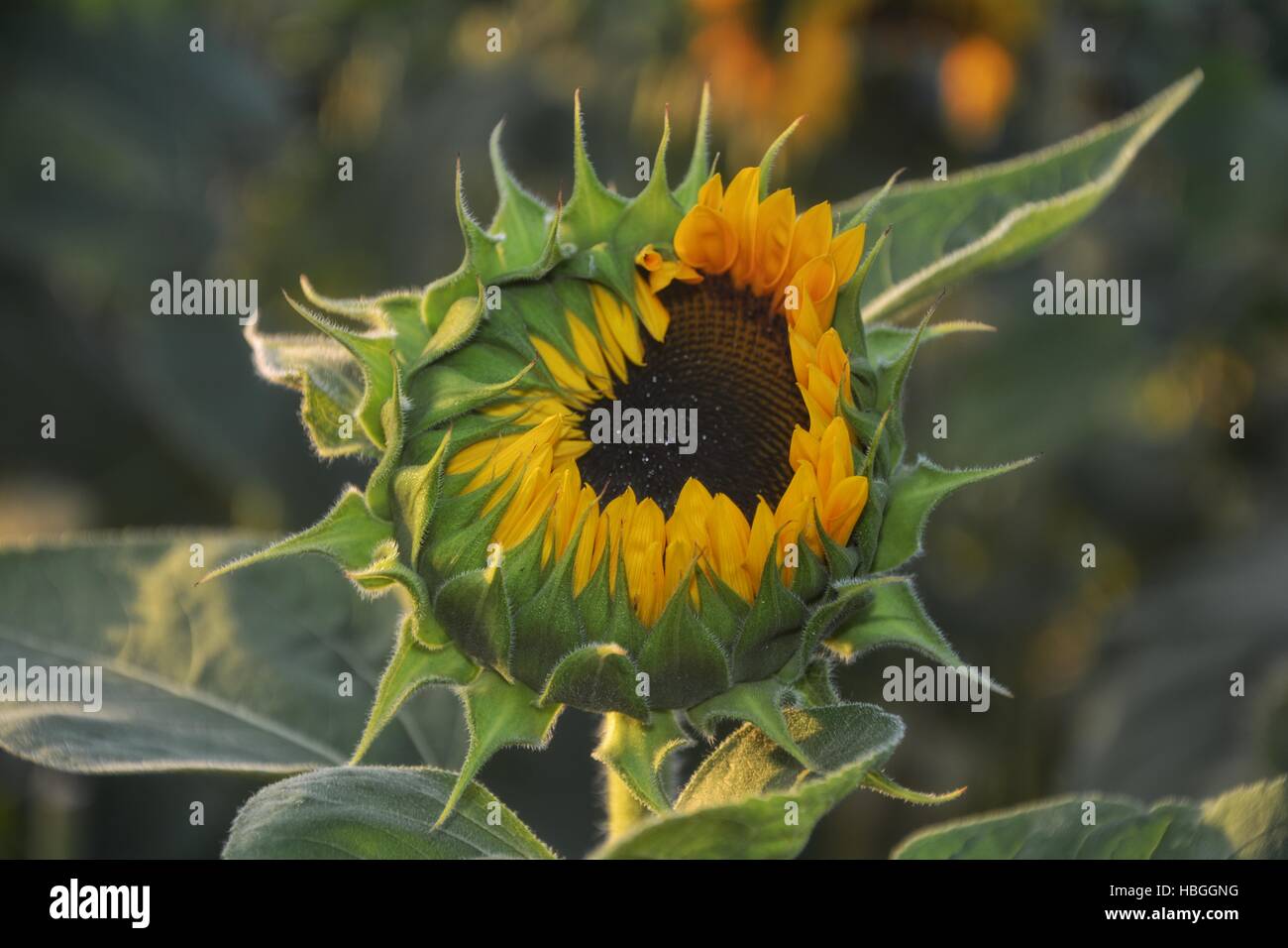 Demi-ouvert de tournesol dans lumière du soir Banque D'Images