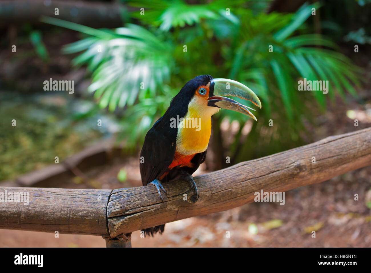 Toucan dans le sud-américain Banque D'Images