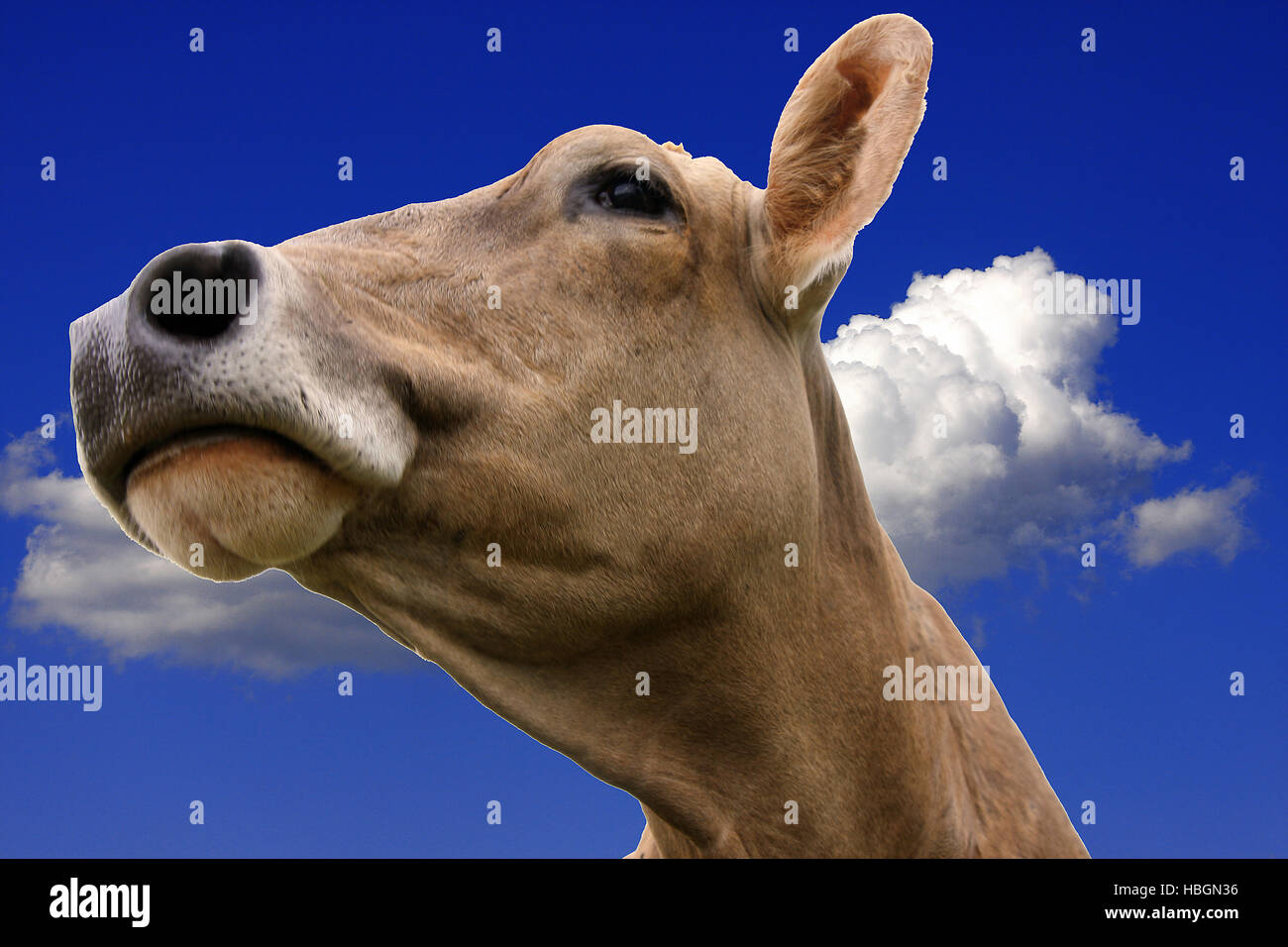 tête de vache Banque D'Images