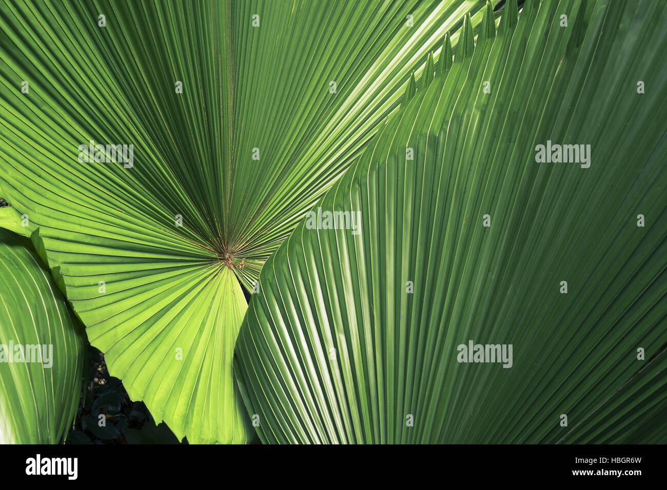 flore tropicale Banque D'Images flore tropicale Banque D'Images