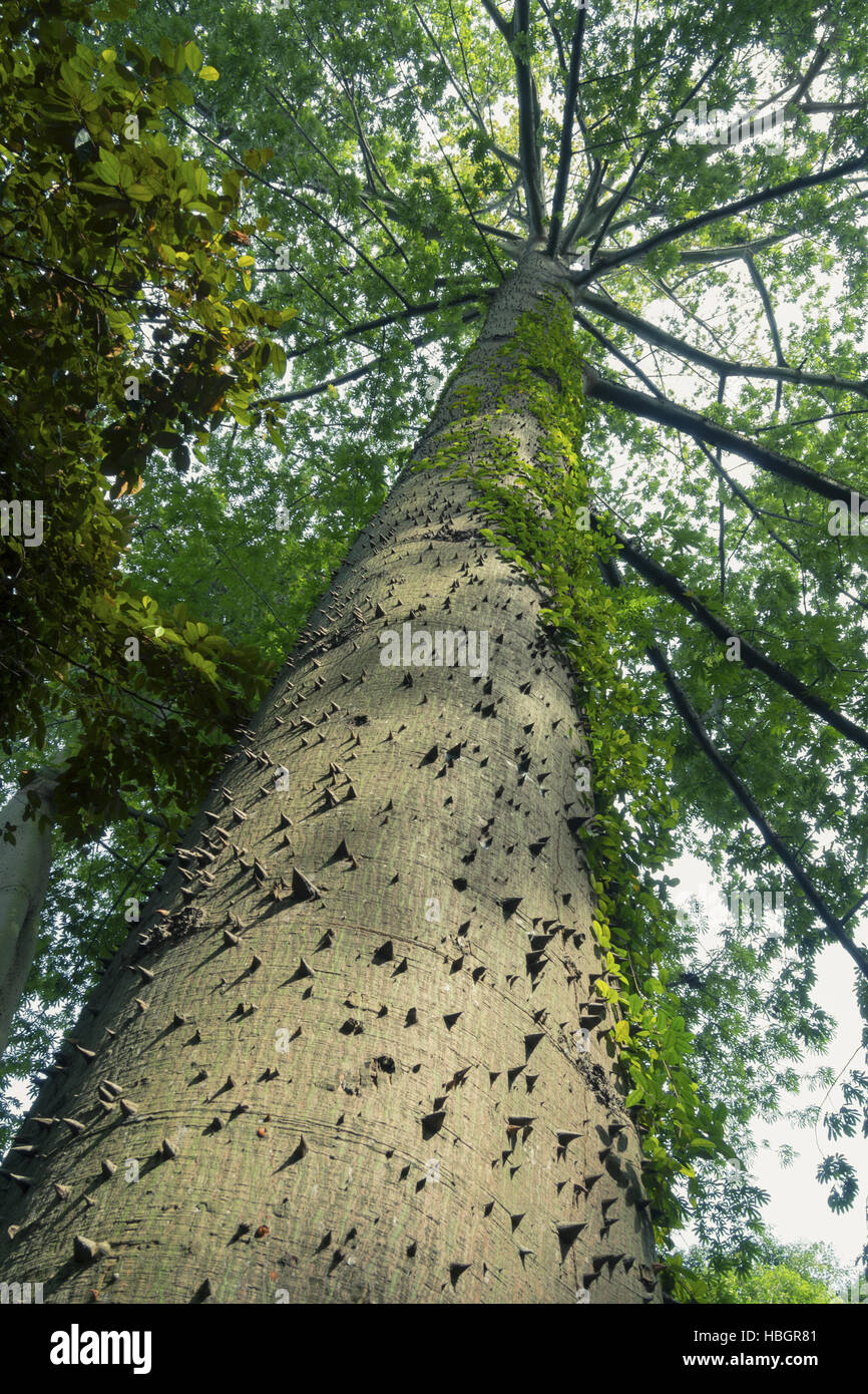 Arbre ceiba géant Banque D'Images