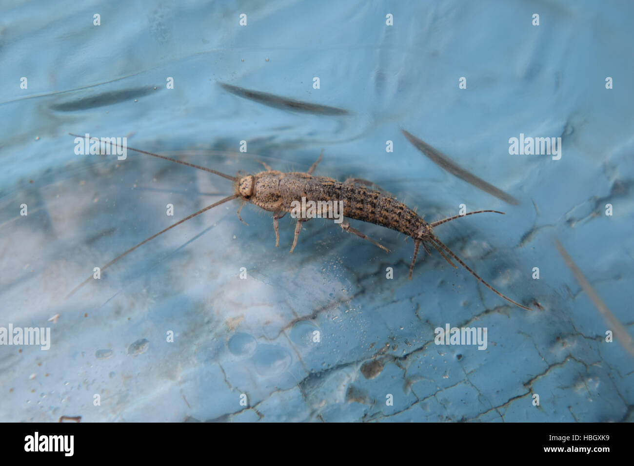 L'alimentation des insectes sur papier - les lépismes Banque D'Images