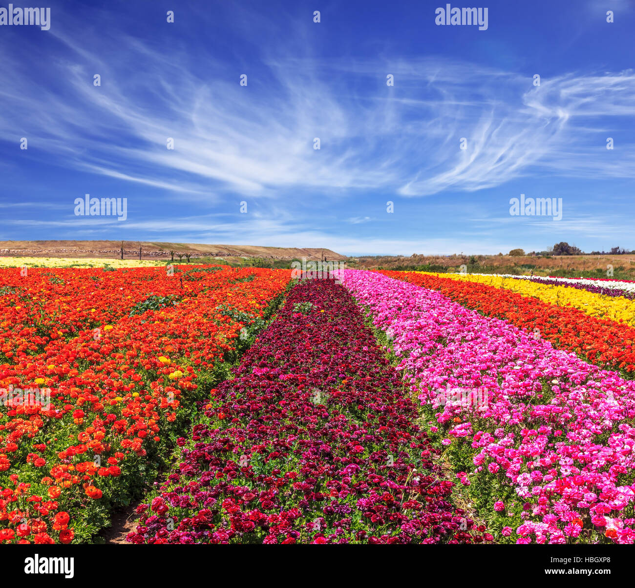 La floraison renoncules Banque D'Images