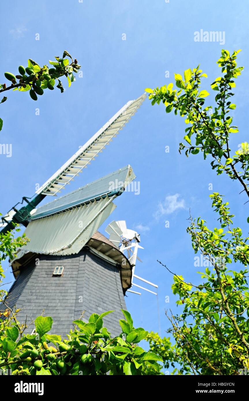 Krokauer La nature de l'usine de feuilles Châssis Allemagne Banque D'Images