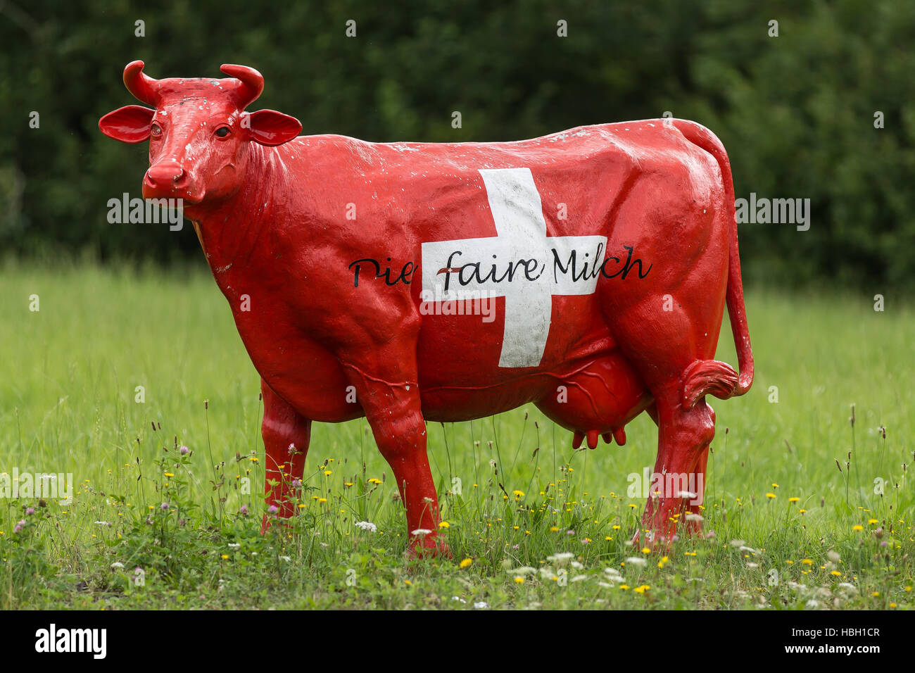 Vache rouge et blanche Banque de photographies et d’images à haute ...