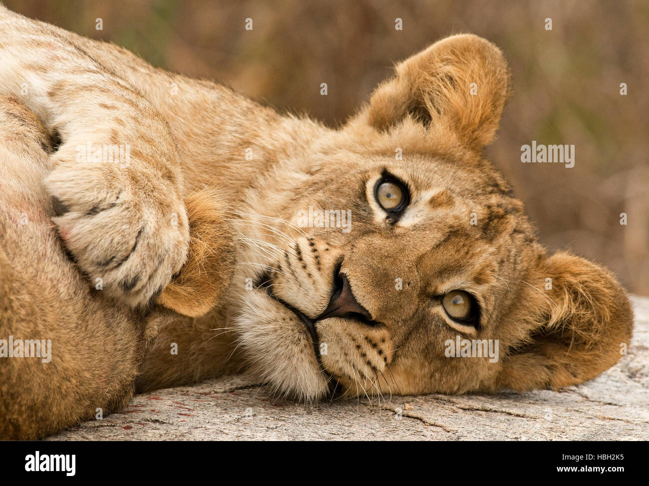Lion (Panthera leo) cub avec patte sur l'oreille de maman Banque D'Images