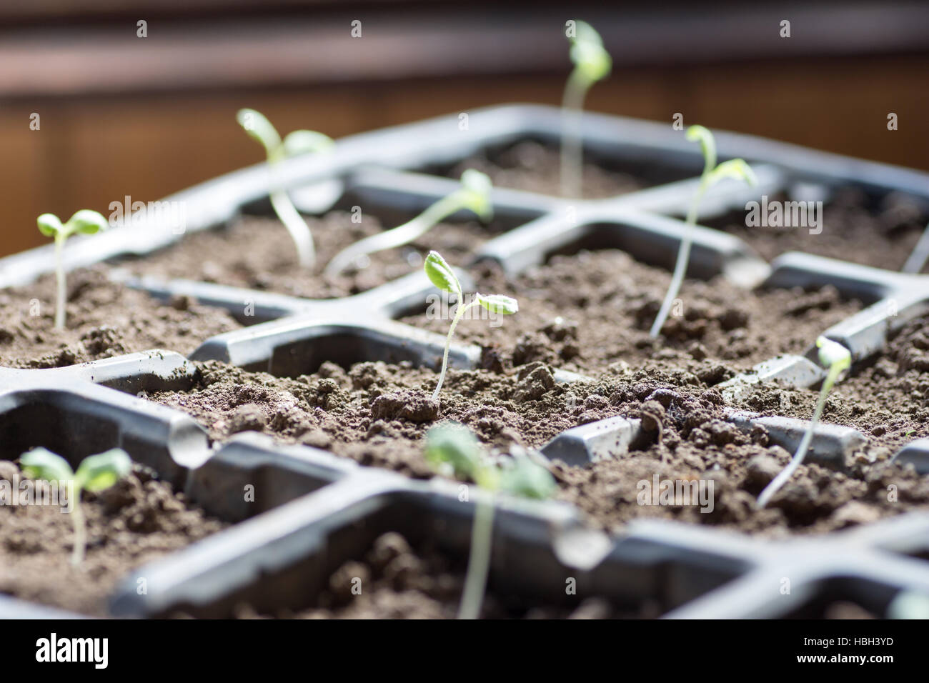 La culture des légumes dans des bacs de cellules Banque D'Images