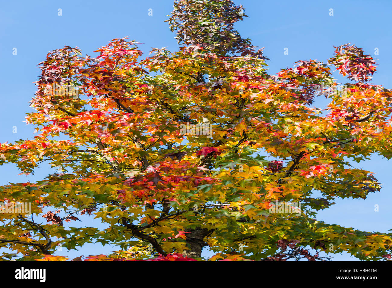 Arbre d'automne en novembre par temps ensoleillé. Banque D'Images