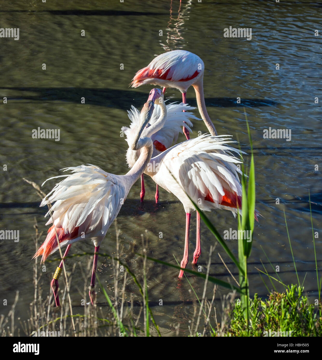 L'amour des flamants roses Banque D'Images