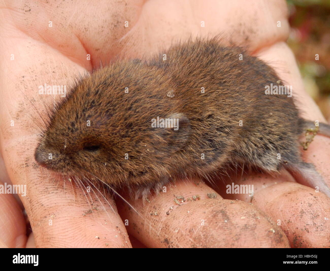 Campagnol Des Champs Bebe Photo Stock Alamy