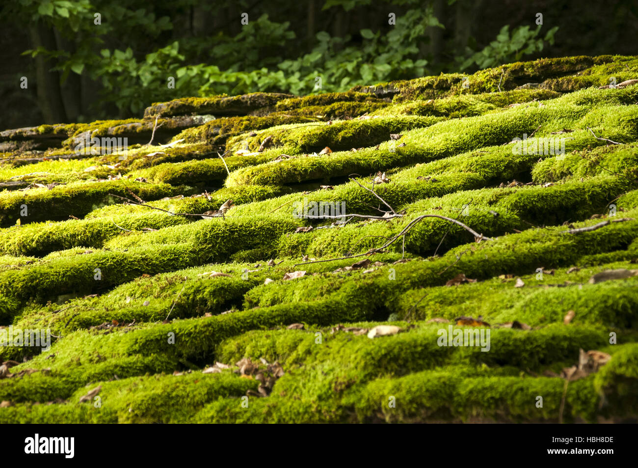 Dalles de toit en pierre avec de la mousse Banque D'Images