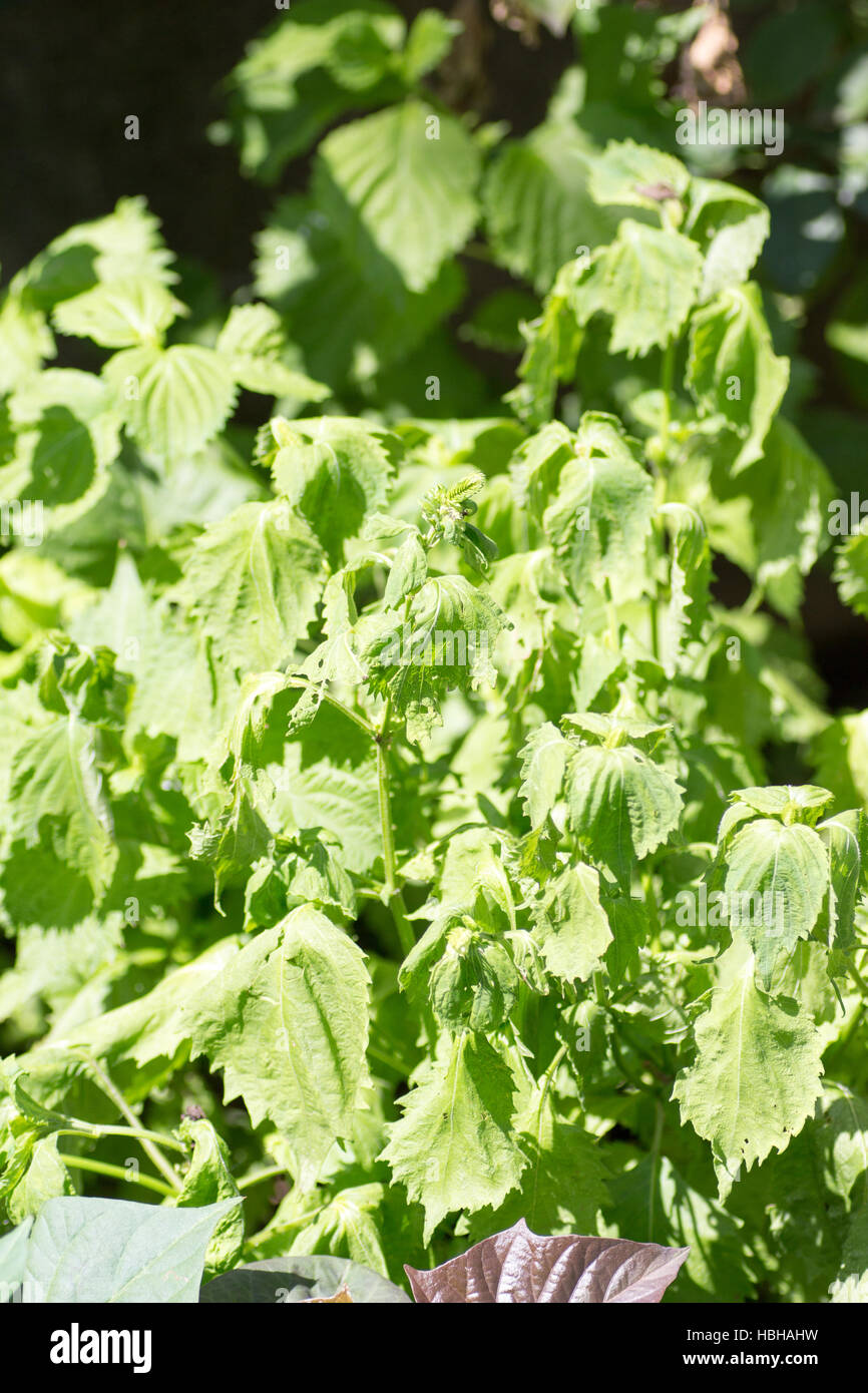 Bush basilic japonais flétri aussi connu sous le nom de Shiso Banque D'Images