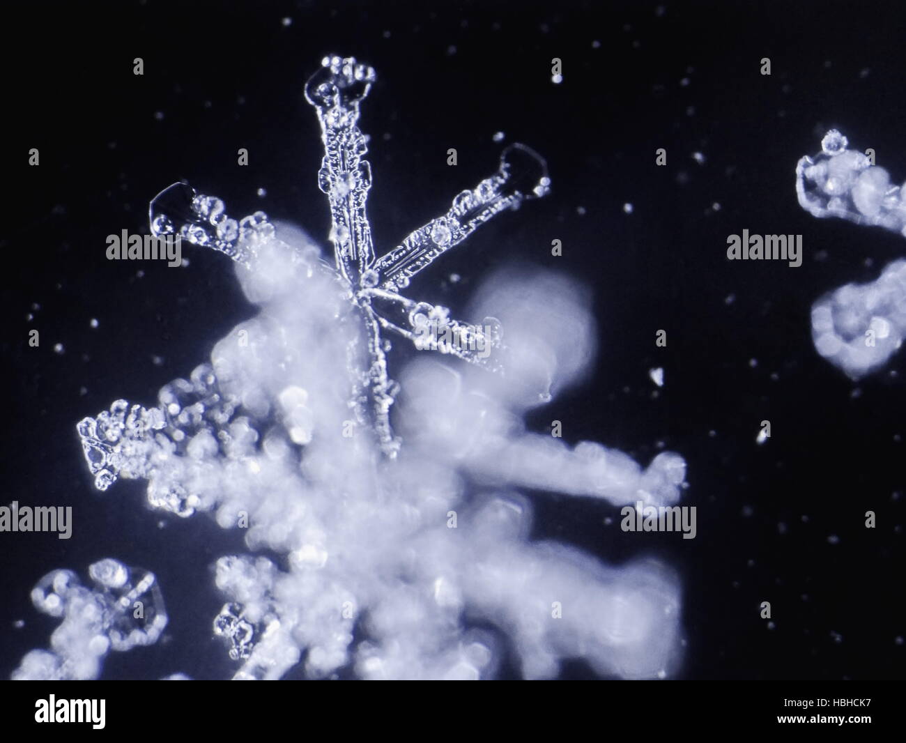 flocon de neige réelle Banque D'Images