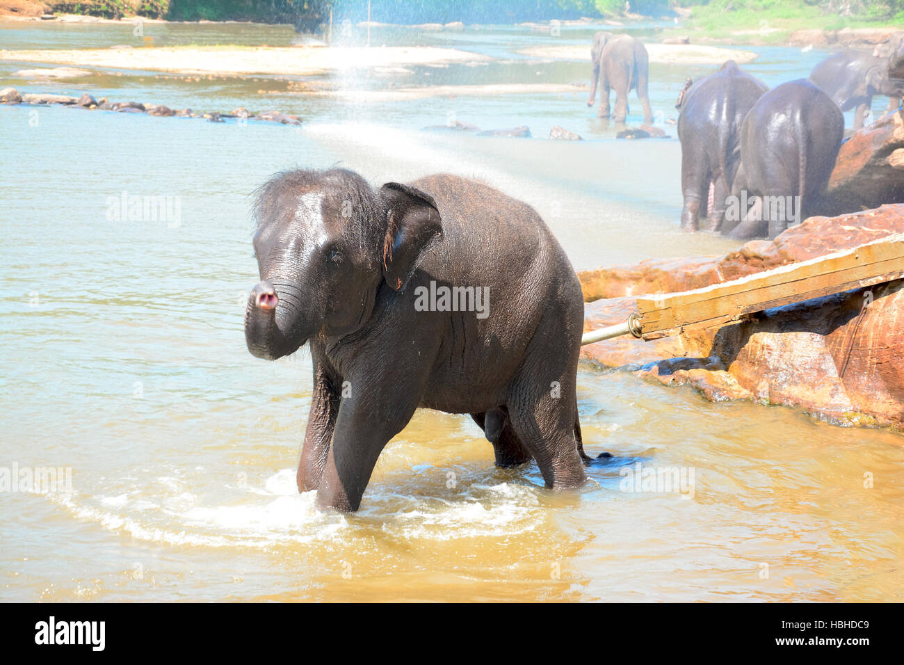 Les éléphants à l'Orphelinat Pinnawala Elephant, Sri Lanka Banque D'Images