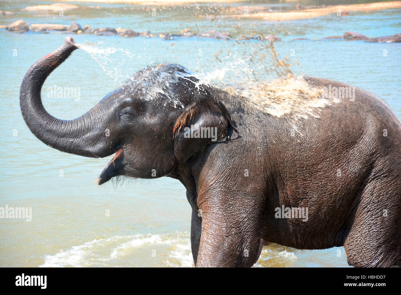 Les éléphants à l'Orphelinat Pinnawala Elephant, Sri Lanka Banque D'Images