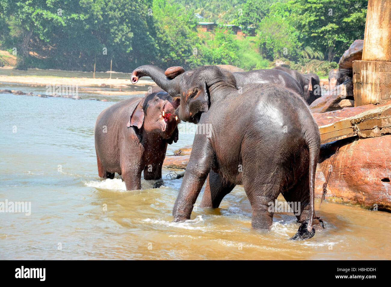Les éléphants à l'Orphelinat Pinnawala Elephant, Sri Lanka Banque D'Images