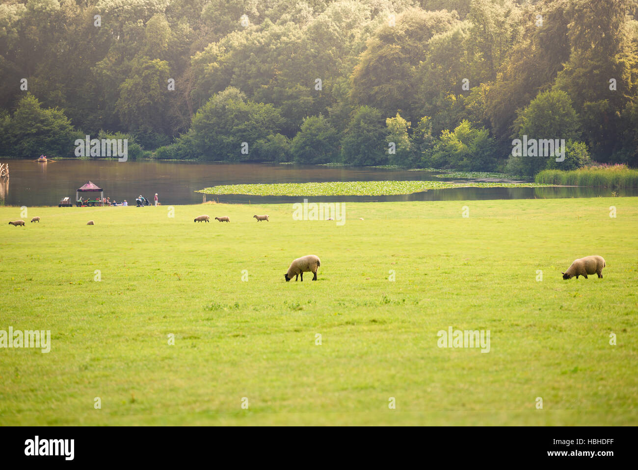 Summers day - lac de plaisance, les moutons au champ, traditionnel Banque D'Images